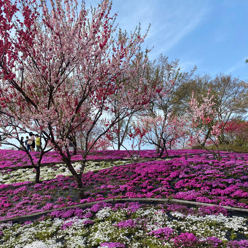 芝桜 花桃公園