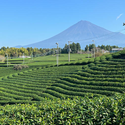 天間の茶畑