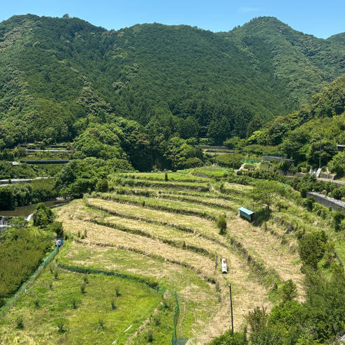 上洞棚田