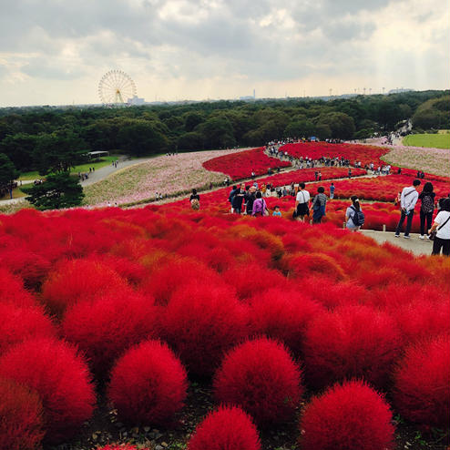 国営ひたち海浜公園