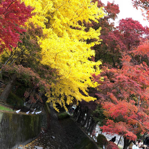 富士河口湖紅葉まつり