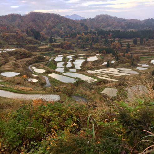 星峠の棚田