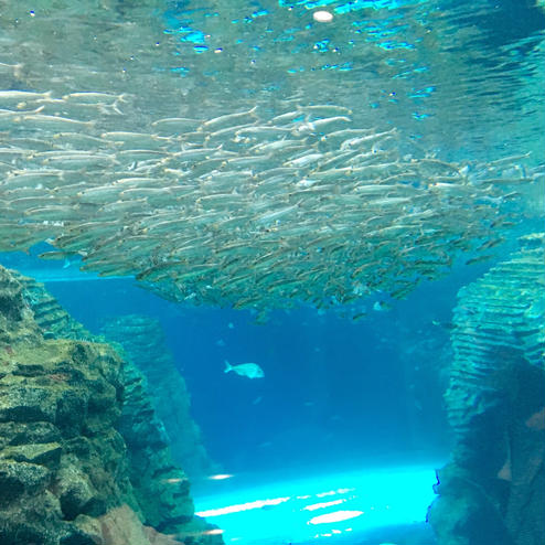 上越市立水族博物館