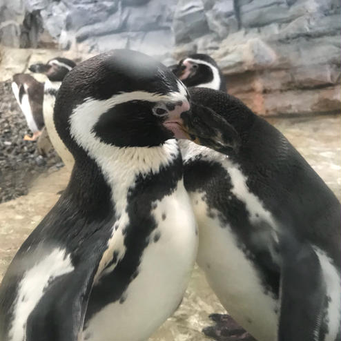 旭山動物園